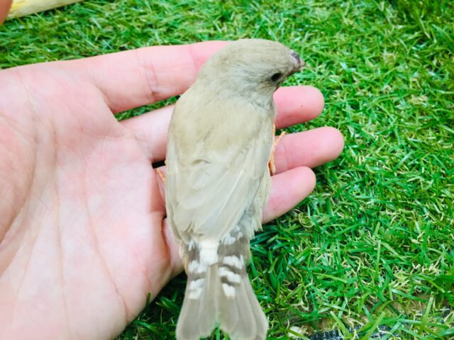 錦花鳥（キンカチョウ）