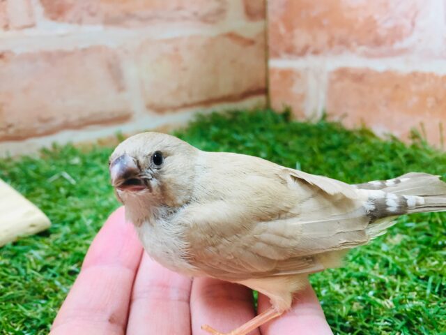 ミニミニ怪獣のキンカチョウさん（フォーン）