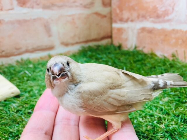 錦花鳥（キンカチョウ）