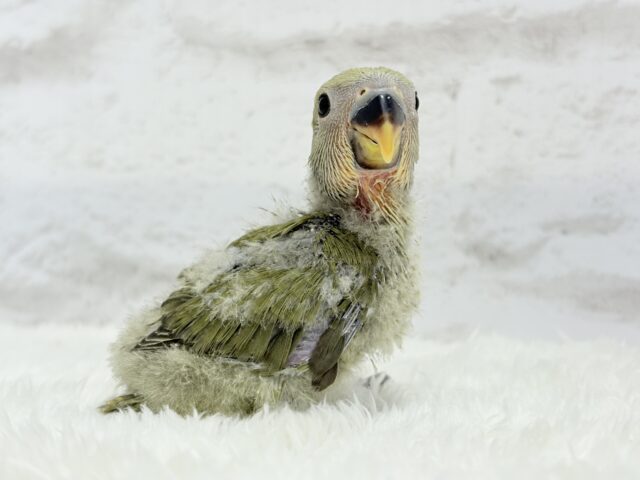 コザクラインコ（小桜インコ）