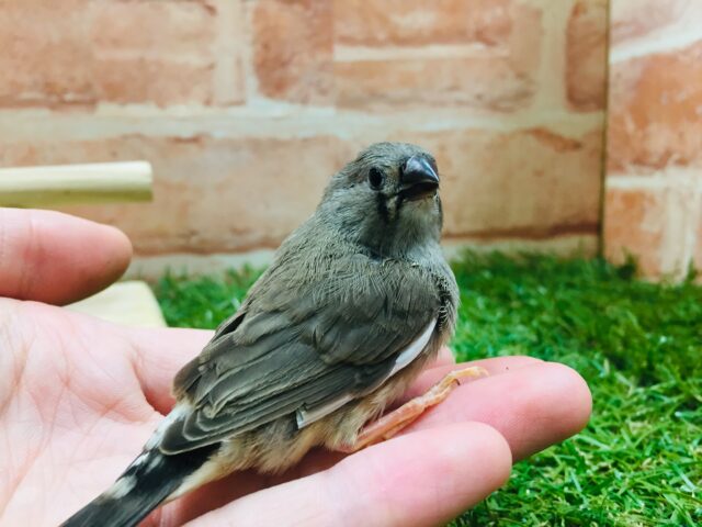 錦花鳥（キンカチョウ）