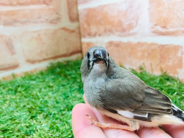 錦花鳥（キンカチョウ）