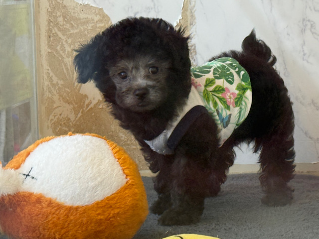 おっとり遊びすぎなぼくちん💫人目見たら虜になるよぉ🩵シルバーカラーのトイプードルの男のコきました🌟 トイプードル