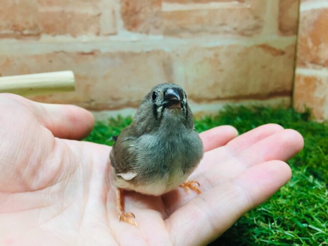 錦花鳥（キンカチョウ）
