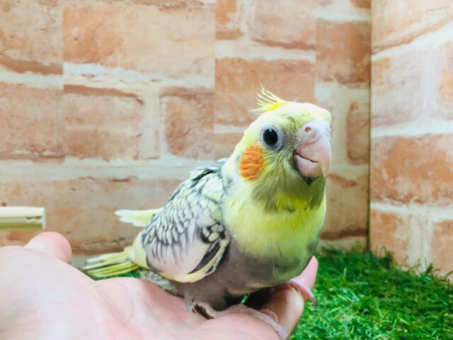 オカメインコ