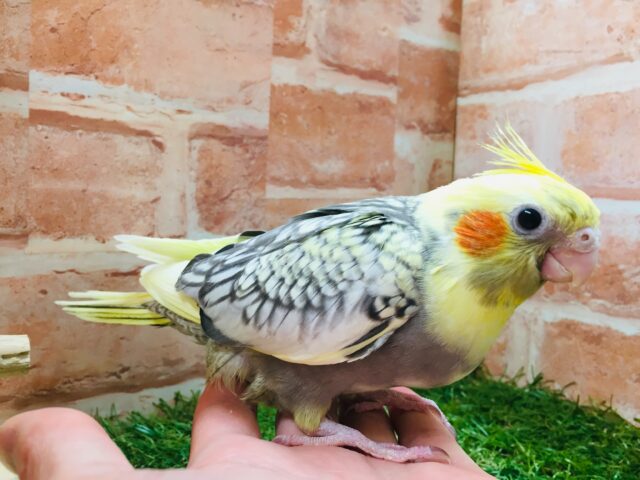 オカメインコ