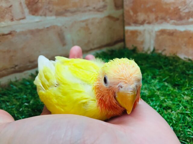 コザクラインコ（小桜インコ）