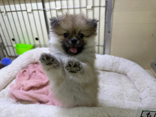 ポメペキ（ペキポメ）