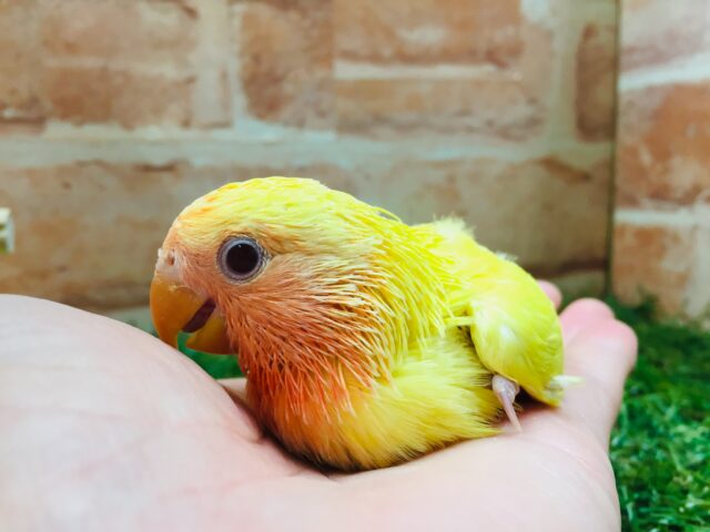 コザクラインコ（小桜インコ）