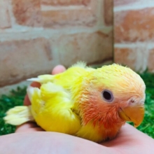 💛💛コザクラインコ（ルチノー）💛💛