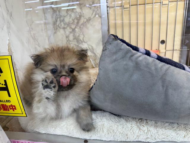 ポメペキ（ペキポメ）