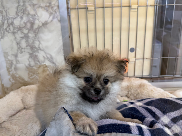 最新画像更新しました🌟きゅん💗ムチムチBODYなポメラニアン✖️ペキニーズのハーフ犬の男のコきました〜✨️ ポメペキ(ペキポメ)