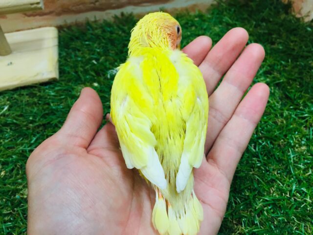 コザクラインコ（小桜インコ）