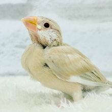 【最新画像更新🪄】クリームちょっぴり多めミルクティー☕️💭シナモン文鳥 ヒナ