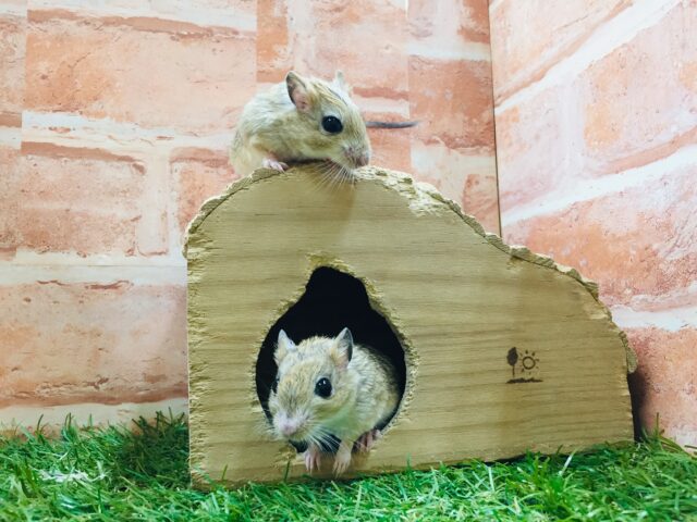 ジャイアントジャービル（オオスナネズミ）