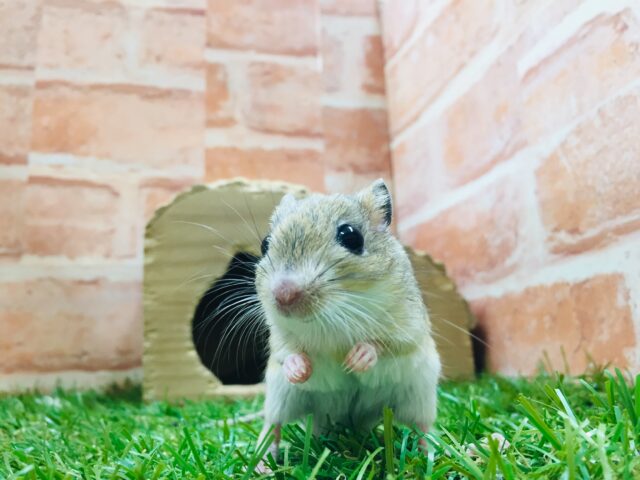 ジャイアントジャービル（オオスナネズミ）