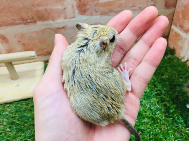 ジャイアントジャービル（オオスナネズミ）