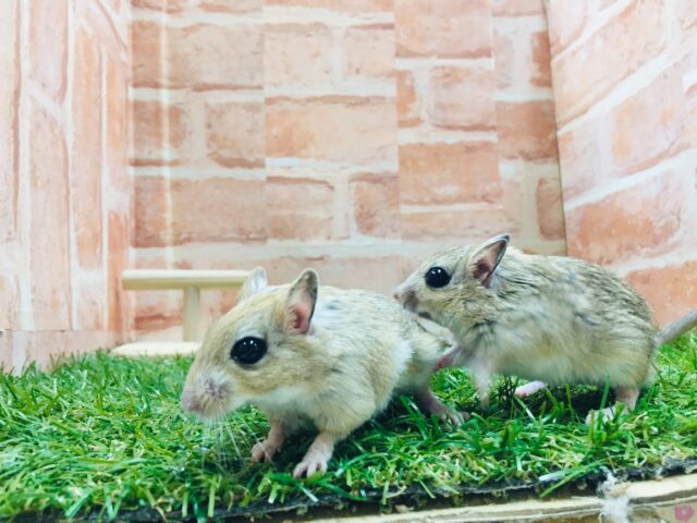 ジャイアントジャービル（オオスナネズミ）