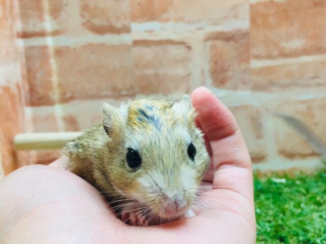 ジャイアントジャービル（オオスナネズミ）