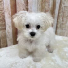 ハーフ犬（父マルチーズ×母トイプードル）2025年7月11日生まれ　男の子