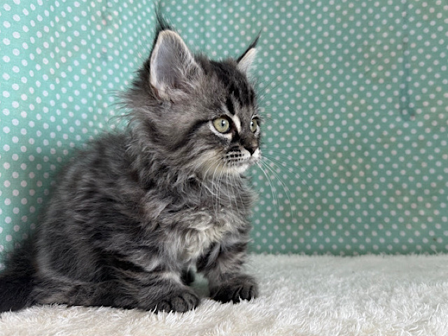 甘えん坊参上💗スリスリとまらないよっ🌟マンチカンの男のコきました! マンチカン