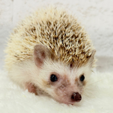 とっとこハリ太郎🦔💫ハリネズミ(シナモンパイド) 男の子