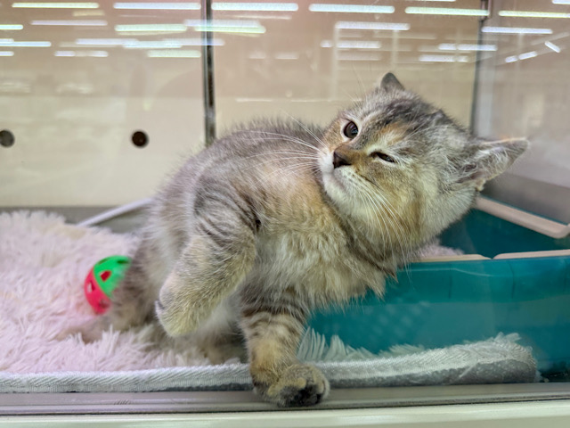 スコティッシュフォールド