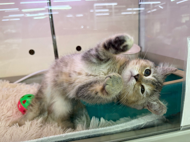 スコティッシュフォールド