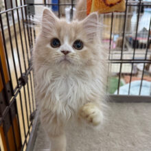 人懐っこい💓おっとり&遊び好き！！サイベリアンgirlが仲間入り～！