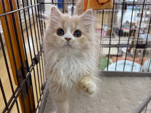 人懐っこい💓おっとり&遊び好き！！サイベリアンgirlが仲間入り～！