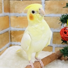 大きな身体で控えめ?✨オカメインコ(ルチノー)入荷しました❤️