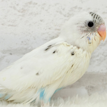 【最新画像更新🪄】おべんと付けて、どこ行くのっ♬セキセイインコ(白ハルクイン) ヒナ
