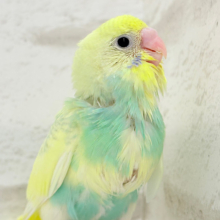 【最新画像更新🪄】レモン風味のキャンディポップ🍭🍋セキセイインコ(パステルカラーレインボーパイド) ヒナ
