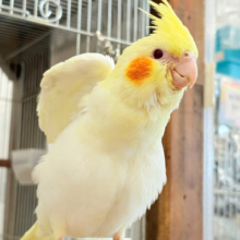 【最新画像更新🪄】チビッ子怪獣の登場だっ⋆͛🐣⋆͛オカメインコ(ルチノー) ヒナ