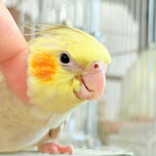 【最新画像更新🪄】マイペースな子~♩♩オカメインコ(シナモンパール) ヒナ