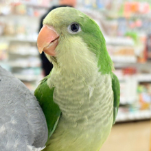 【動画更新🪄】おめめくりくり♡目ヂカラが魅力的🦜💖オキナインコ(ノーマル) ヒナ
