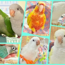 【延長決定！！！】🦜チームおしゃべりインコフェア〜🪇❤️‍🔥