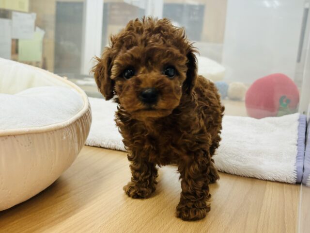 トイプードル