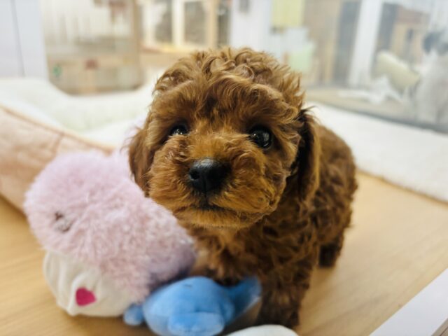 トイプードル