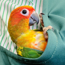【最新画像更新🪄ひとり餌‪になりました☆】情熱カラーの元気っ子🌻🧡コガネメキシコインコ(男の子) ヒナ
