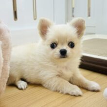 ムチムチボディーはいかが？？チワワちゃん！