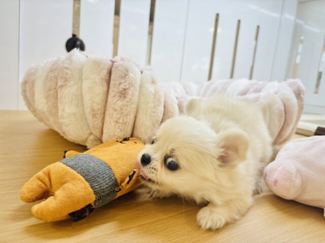 ムチムチボディーはいかが??チワワちゃん! チワワ