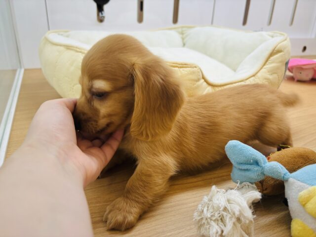 ミニチュアダックス