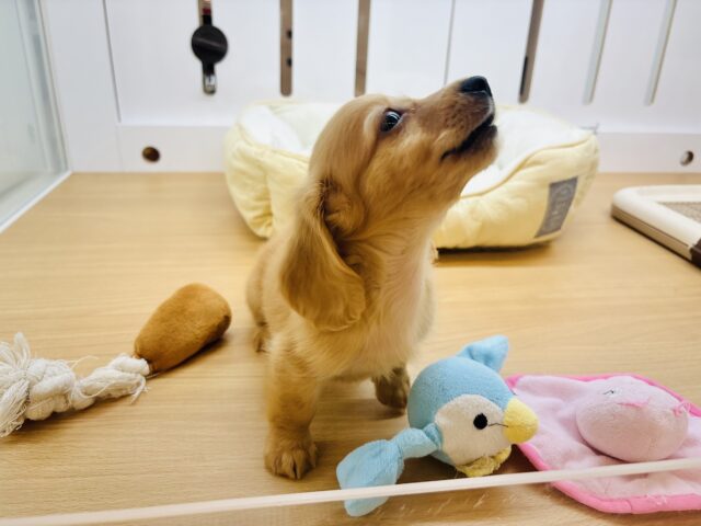 ミニチュアダックス