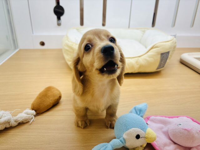 ミニチュアダックス