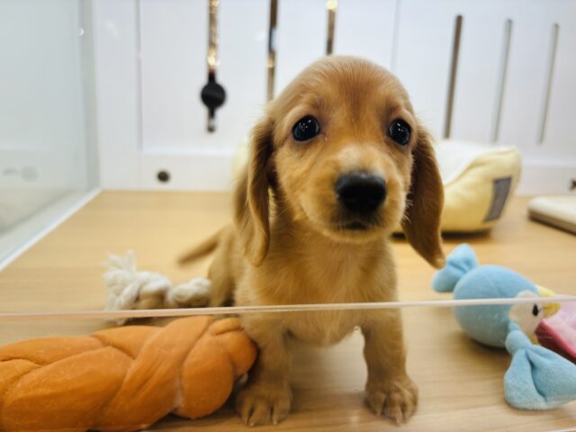 ミニチュアダックス