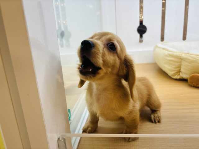 ミニチュアダックス