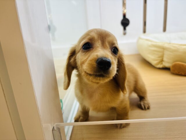 ミニチュアダックス