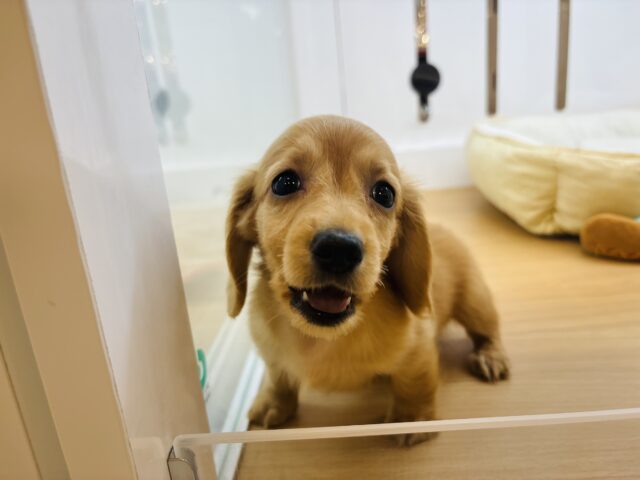 ミニチュアダックス