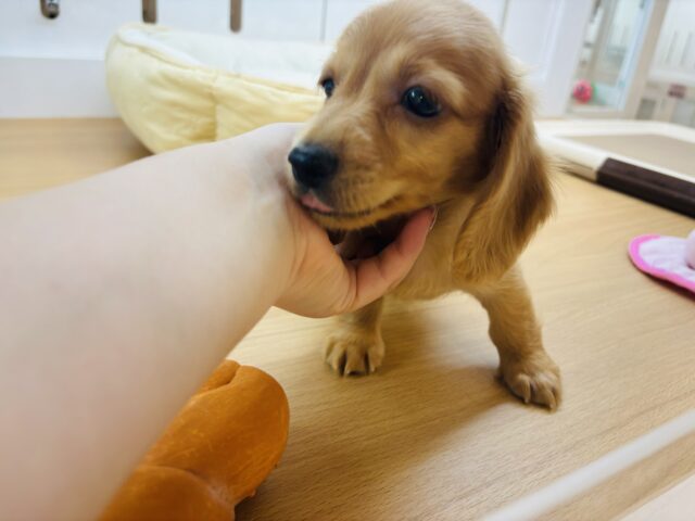 ミニチュアダックス